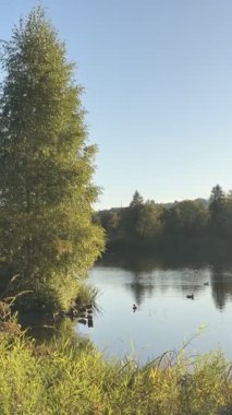 Ağaç, içinde ördeklerin yüzdüğü bir su kütlesinin yanında duruyor. Sahne huzurlu ve sakin, su gökyüzünü ve arka plandaki ağaçları yansıtıyor.