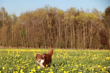 Kahverengi bir köpek sarı çiçek tarlasında koşuyor. Köpek mutlu ve manzaranın tadını çıkarıyor.