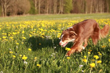 A brown dog is running through a field of yellow flowers. The dog is in the middle of the field and he is enjoying itself. The field is lush and green. The scene is peaceful