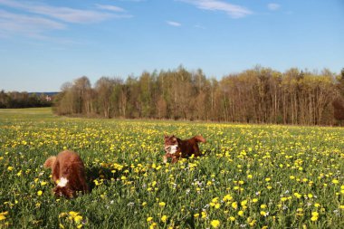Sarı çiçek tarlasında iki köpek koşuyor. Gökyüzü mavi ve güneş parlıyor.