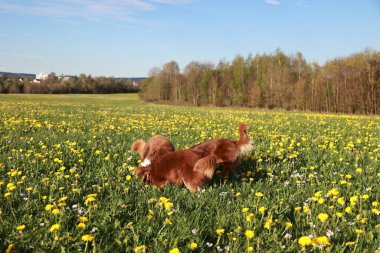 Sarı çiçek tarlasında iki köpek oynuyor. Manzara neşeli ve eğlenceli.