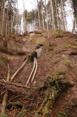 Ağaçlar ve kütüklerle kaplı bir yamaç. Ağaçlar çıplak ve zemin yapraklarla kaplı.
