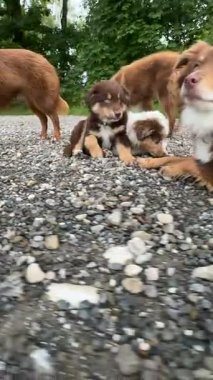 Üç sevimli ve oynak köpek, dışarıda kumlu bir yolda eğlenirken mutlu mesut birbirleriyle meşgul oluyorlar.