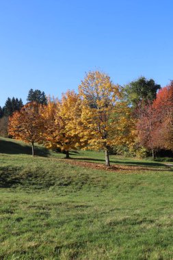 Sarı yapraklı ağaç bir parkta. Gökyüzü mavi ve çimenler yeşil. .