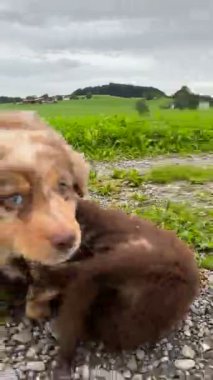 İki kabarık tüylü köpek yavrusu neşeli bir şekilde açık havayı keşfediyor, neşeli doğalarını sergiliyorlar.