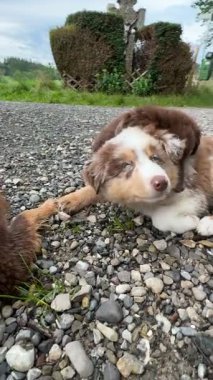 İki sevimli köpek yavrusu çakılların üzerinde eğleniyor, şakacı bağlarını sergiliyorlar.