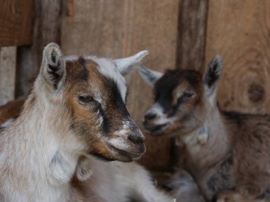 Bir ahırda iki keçi yatıyor. Biri kahverengi ve beyaz, diğeri siyah ve beyaz.