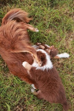 Kahverengi ve beyaz köpek üzerinde küçük bir köpekle çimlerin üzerinde uzanıyor. Sahne neşeli ve şen şakrak, iki köpek birlikte eğleniyor.