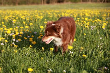 Kahverengi ve beyaz bir köpek sarı çiçeklerle dolu bir tarlada yürüyor. Köpek çiçeklerin ve çimenliğin tadını çıkarıyor gibi görünüyor.