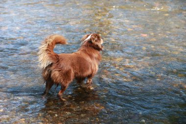 Köpek bir su kütlesinin içinde duruyor. Su berrak ve sakin. Köpek suda süzülürken eğleniyor gibi görünüyor.