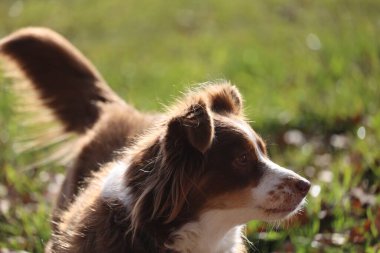 Yumuşak güneş ışığı altında yemyeşil çimlerle çevrili Avustralya çoban köpeğinin yakın çekimi. Kempten 'de