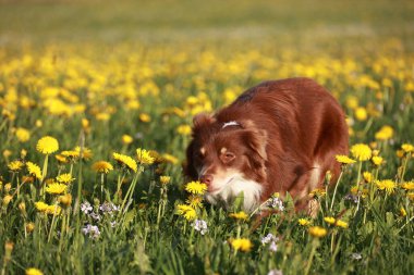 Kahverengi bir köpek sarı çiçek tarlasında çimenleri kokluyor. Köpek çiçeklerin kokusundan hoşlanıyor gibi görünüyor.