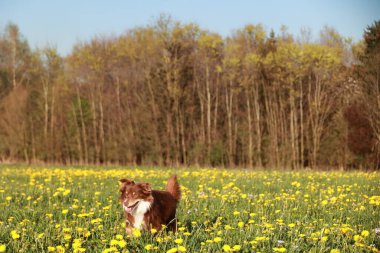 Kahverengi bir köpek sarı çiçek tarlasında koşuyor. Köpek mutlu ve manzaranın tadını çıkarıyor.
