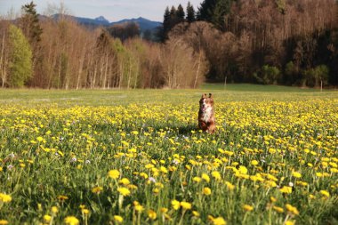 Sarı çiçek tarlasında bir köpek duruyor. Köpek sağa bakıyor.