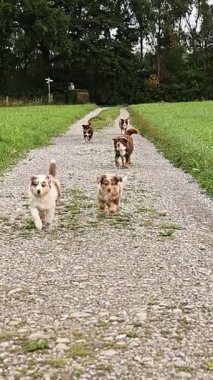 Bir grup köpek toprak yolda koşuyor. Köpekler kahverengi ve beyazdır. Yol kayalık ve çimenler yeşil.