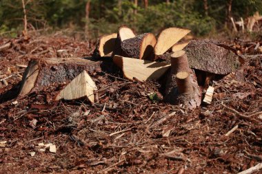 Bir odun yığını ve dallar yere saçılmış. Yığın farklı boyutlarda tahtadan yapılmıştır ve bazıları daha küçük parçalara ayrılmıştır. Sahne kırsal ve doğal bir titreşim yayıyor.