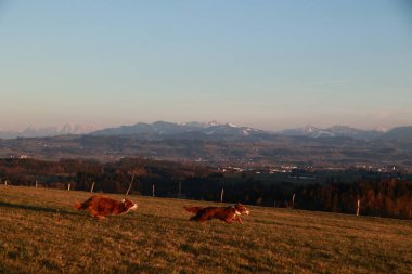 Arka planda güzel bir dağ sırası olan bir arazide iki köpek koşuyor. Gökyüzü açık ve güneş parlıyor. Huzurlu ve huzurlu bir atmosfer yaratıyor.