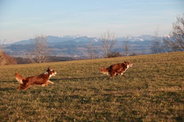 Arka planda güzel bir dağ sırası olan çimenli bir arazide iki kahverengi köpek koşuyor. Sahne sakin ve sakin, köpekler dışarıda vakit geçiriyorlar.