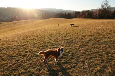 Köpek, üzerinde güneş parlayan bir tarlada duruyor. Köpek kahverengi ve beyazdır.
