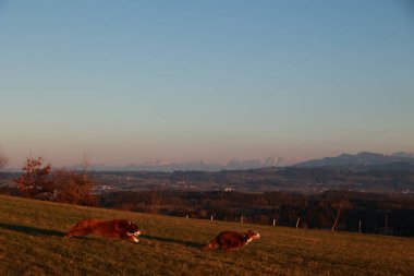 Çimenli bir yamaçta iki köpek koşuyor. Gökyüzü mavi ve güneş batıyor.