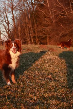 Köpek arkasında bir gölgeyle bir tarlada duruyor. Köpek kahverengi ve beyazdır.