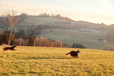 Arka planda güzel bir dağ manzarası olan bir tarlada iki köpek koşuyor.