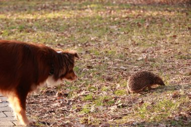 Köpek yerdeki küçük bir hayvana bakıyor. Köpek kahverengi ve beyazdır. Hayvan bir kirpi.