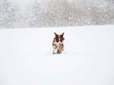 Köpek bir tarlada karda koşuyor. Köpek kahverengi ve beyazdır. Kar yağıyor ve her yeri kaplıyor.
