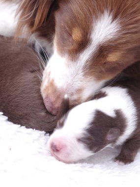 Küçük kahverengi ve beyaz köpek annesiyle bir yatakta uyuyor. Anne köpek nazikçe yavru köpeğin yüzünü yalıyor, şefkat ve ilgi gösteriyor.