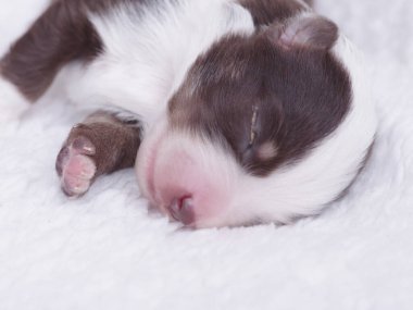 Küçük kahverengi ve beyaz köpek yavrusu beyaz bir battaniyenin üzerinde uyuyor. Yavru köpek kıvrıldı ve gözleri kapalı.