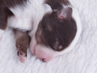 Küçük kahverengi ve beyaz köpek yavrusu beyaz bir battaniyenin üzerinde uyuyor. Yavrunun pembe bir burnu var ve topun içine kıvrılmış.