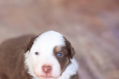 Mavi gözlü bir köpek yavrusu kameraya bakıyor. Yavru köpek kahverengi ve beyaz