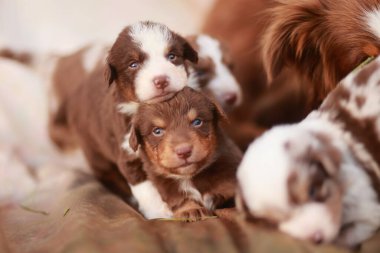Bir grup köpek yavrusu bir yatakta yatarken, içlerinden biri kameraya bakıyor.