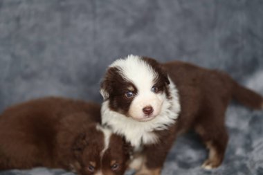 İki yavru bir kanepede oturuyor, biri kahverengi ve beyaz. Diğeri kahverengi ve siyah.