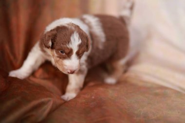 Kahverengi ve beyaz köpek yavrusu kırmızı bir kanepede duruyor. Yavru köpek kameraya bakıyor.