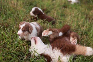 Çimenlikte oynayan bir grup köpek yavrusu. Yavrulardan biri yatıyor ve diğerleri onunla oynuyor.