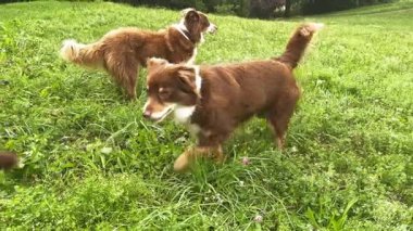 İki canlı köpek neşeli bir şekilde renkli bir çayırı keşfeder, şakacı maskaralıklarını ve doğa sevgisini sergilerler.