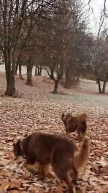 İki kahverengi Avustralyalı çoban köpeği sonbahar yapraklarıyla kaplı bir parkta sonbahar sabahı keşfedip oynuyorlar..