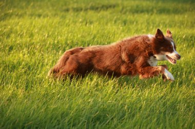 Kahverengi ve beyaz köpek bir çimen tarlasında koşuyor. Köpek tarlanın ortasında ve o eğleniyor.. .