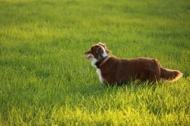 Kahverengi ve beyaz köpek yeşil bir alanda duruyor. Köpek sağa bakıyor.. .