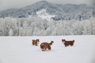 Üç köpek karda oynuyorlar. Köpekler kahverengi ve beyazdır. Kar beyaz ve gökyüzü gri.