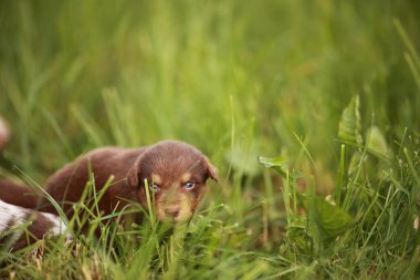 Küçük kahverengi köpek çimenlerde saklanıyor. Köpek tuhaf bir ifadeyle kameraya bakıyor.