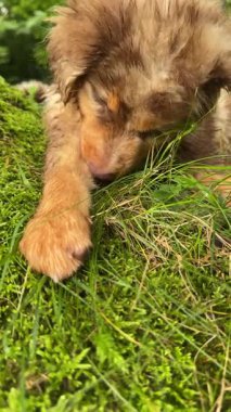Sevimli küçük bir köpek yavrusu neşeyle etrafı keşfediyor ve çimlerle canlı ve canlı bir şekilde oynuyor.