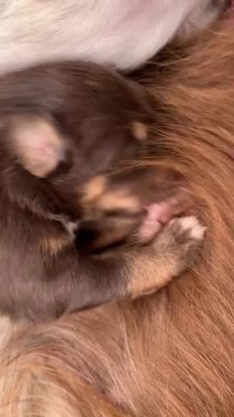 Kahverengi ve beyaz köpek bir köpeğin sırtında uyuyor. Yavru köpek kıvrılmış ve pembe pençeleri var.