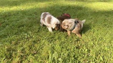 Çimenli bir arazide iki köpek oynuyor. Köpeklerden biri kahverengi ve beyaz, diğeri de kahverengi.