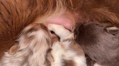 Anne köpek yavrularını emziriyor. Yavrular küçük ve beyaz. Anne köpek uzanıyor ve yavrular sırt üstü uzanıyor.