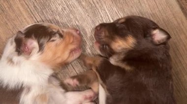 İki köpek yavrusu tahta bir zeminde uyuyor. Biri kahverengi ve diğeri beyaz. Yan yatıyorlar ve pençeleri birbirine değiyor.