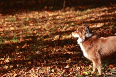 Köpek bir yaprak tarlasında duruyor. Köpek kahverengi ve beyazdır. Yapraklar turuncu ve sarı.. .