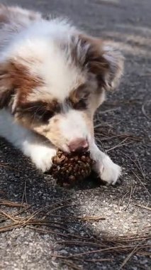 Kahverengi ve beyaz köpek bir kozalağı çiğniyor. Köpek aktiviteden zevk alıyor gibi görünüyor ve çam kozalağına odaklanmış durumda.
