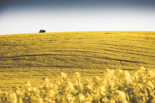 Pastoral kanola alan